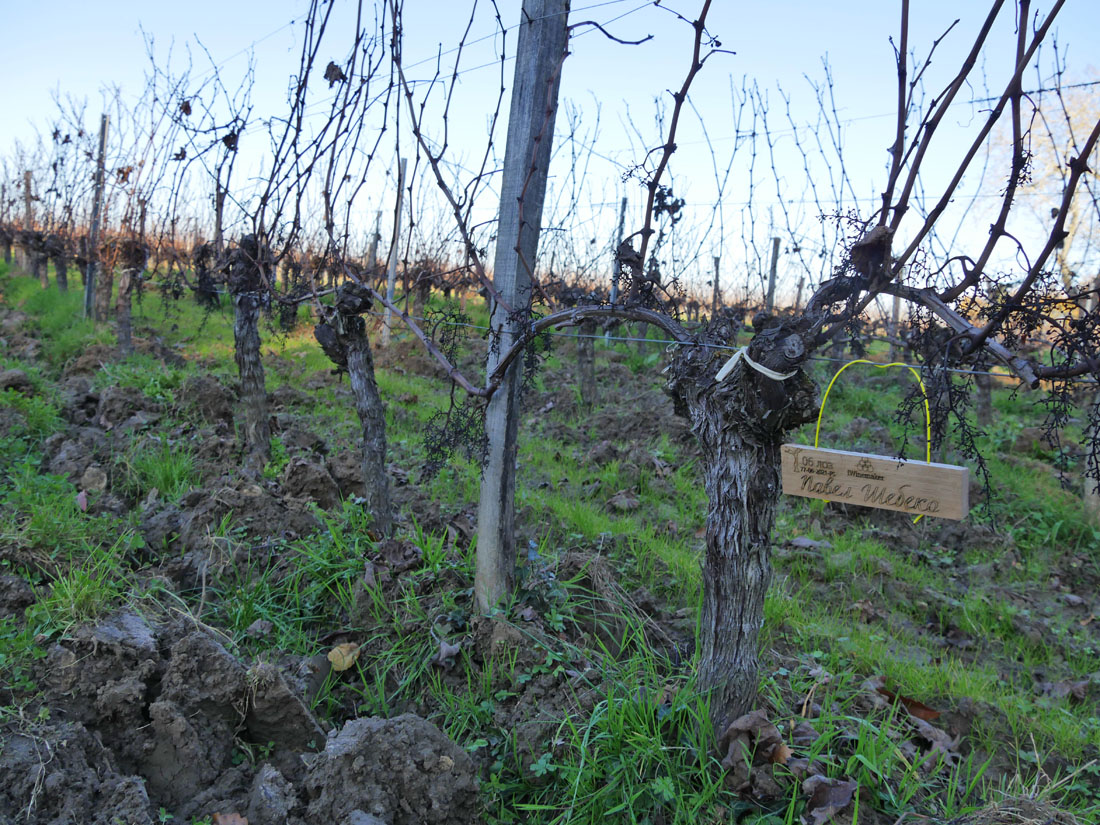 Виноградник на урожай